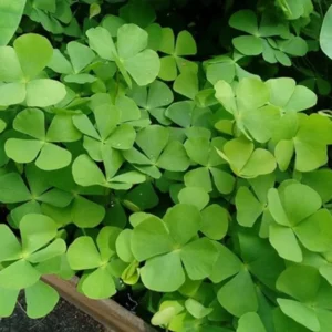 Dwarf Four Leaf Water Clover Marsilea Crenata - Easy Live Aquarium Pond Aquatic Plant