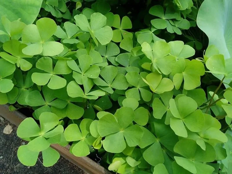 Dwarf Four Leaf Water Clover Marsilea Crenata - Easy Live Aquarium Pond Aquatic Plant