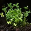 Dwarf Four Leaf Water Clover Marsilea Crenata - Easy Live Aquarium Pond Aquatic Plant