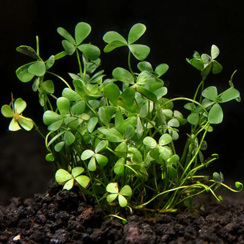 Dwarf Four Leaf Water Clover Marsilea Crenata - Easy Live Aquarium Pond Aquatic Plant