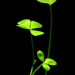 Dwarf 4 - Leaf Water Clover Marsilea Crenata - Easy Live Aquarium Pond Aquatic Plant