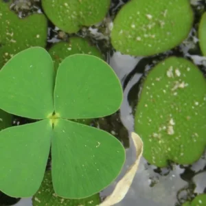 Dwarf 4 - Leaf Water Clover Marsilea Crenata - Easy Live Aquarium Pond Aquatic Plant