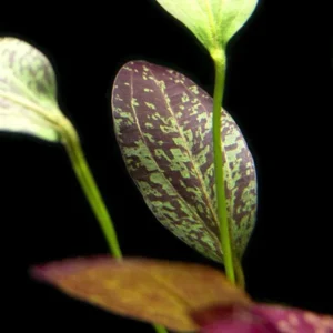 Red Flame Sword Echinodorus - Easy Live Aquarium Pond Aquatic Plant