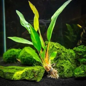 Anubias Frazeri - Easy Live Aquarium Pond Aquatic Plant