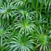 Umbrella Palm 'Baby Tut' Cyperus Gracilis - Live Aquatic Marginal Starter Plant for Water Gardens, Ponds and Aquascapes