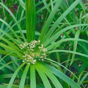 Umbrella Palm 'Baby Tut' Cyperus Gracilis - Live Aquatic Marginal Starter Plant for Water Gardens, Ponds and Aquascapes