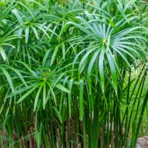 Umbrella Palm 'Baby Tut' Cyperus Gracilis - Live Aquatic Marginal Starter Plant for Water Gardens, Ponds and Aquascapes