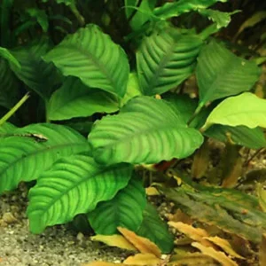 Anubias Barteri 'Coffeefolia' - Easy Live Aquarium Pond Aquatic Plant