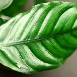 Anubias Barteri 'Coffeefolia' - Easy Live Aquarium Pond Aquatic Plant