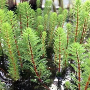 Dwarf Red Stem Parrot Feather Myriophyllum Aquaticum - Easy Live Aquarium Pond Aquatic Plant