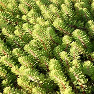 Dwarf Red Stem Parrot Feather Myriophyllum Aquaticum - Easy Live Aquarium Pond Aquatic Plant