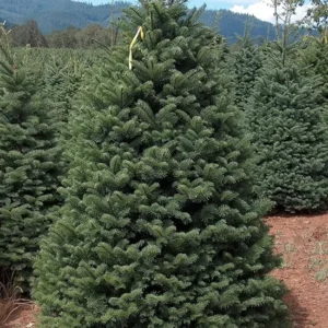 Set 2 Noble Fir Christmas Trees Live Plants for Planting, Beautiful Gift for Home Decoration, Fence Hedge Tree
