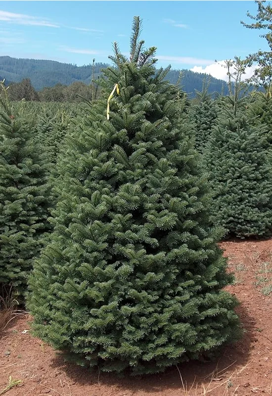 Set 2 Noble Fir Christmas Trees Live Plants for Planting, Beautiful Gift for Home Decoration, Fence Hedge Tree