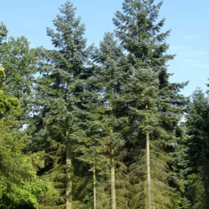 Set 2 Noble Fir Christmas Trees Live Plants for Planting, Beautiful Gift for Home Decoration, Fence Hedge Tree