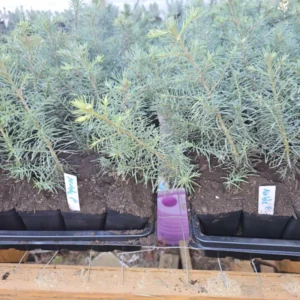 Set 2 Noble Fir Christmas Trees Live Plants for Planting, Beautiful Gift for Home Decoration, Fence Hedge Tree