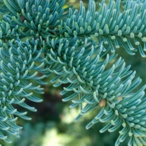 Set 4 Noble Fir Christmas Trees Live Plants for Planting, Beautiful Gift for Home Decoration, Fence Hedge Tree