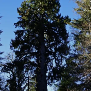 Set 6 Sitka Spruce Christmas Trees Live Plants for Planting, Beautiful Gift for Home Decoration, Ornamental Plant