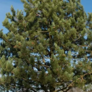 Set 4 Austrian Pine Christmas Trees Live Plants for Planting, Beautiful Gift for Home Decoration, Ornamental Plant