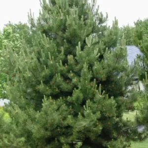 Set 2 Austrian Pine Christmas Trees Live Plants for Planting, Beautiful Gift for Home Decoration, Ornamental Plant