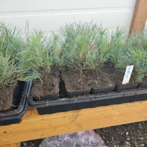 Set 2 Austrian Pine Christmas Trees Live Plants for Planting, Beautiful Gift for Home Decoration, Ornamental Plant