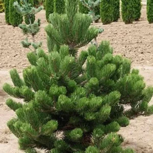 Set 4 Austrian Pine Christmas Trees Live Plants for Planting, Beautiful Gift for Home Decoration, Ornamental Plant