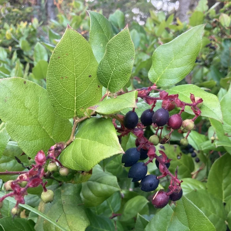 Set 4 Salal Christmas Trees Live Plants for Planting, Beautiful Gift for Home Decoration, Ornamental Plant