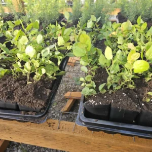 Set 4 Salal Christmas Trees Live Plants for Planting, Beautiful Gift for Home Decoration, Ornamental Plant