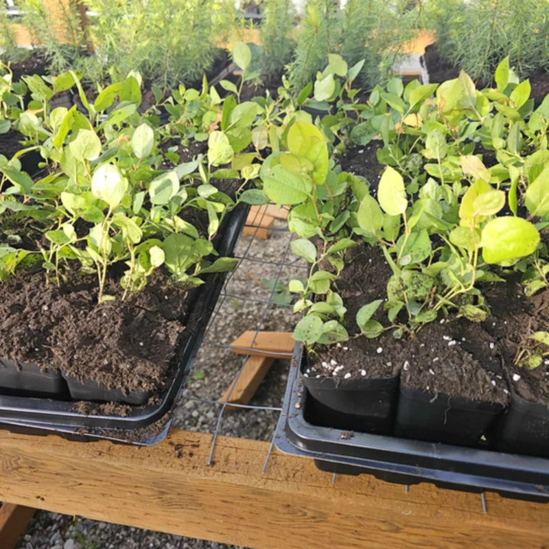 Set 4 Salal Christmas Trees Live Plants for Planting, Beautiful Gift for Home Decoration, Ornamental Plant