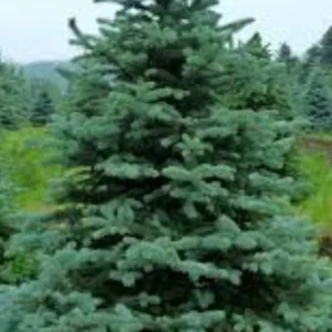 Set 6 Kaibob Colorado Blue Spruce Christmas Trees Live Plants for Planting, Beautiful Gift for Home Decoration, Ornamental Plant