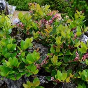 Set 4 Salal Christmas Trees Live Plants for Planting, Beautiful Gift for Home Decoration, Ornamental Plant