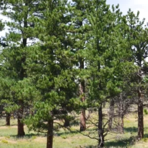 Set 6 Ponderosa Pine Christmas Trees Live Plants for Planting, Beautiful Gift for Home Garden Decoration