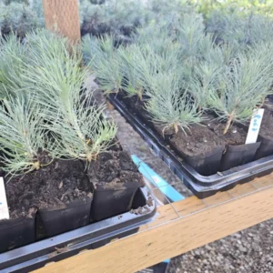 Set 6 Ponderosa Pine Christmas Trees Live Plants for Planting, Beautiful Gift for Home Garden Decoration