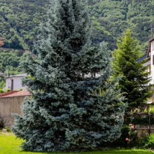 Set 4 Kaibob Colorado Blue Spruce Christmas Trees Live Plants for Planting, Beautiful Gift for Home Decoration, Ornamental Plant