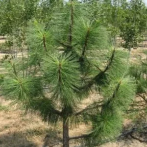 Set 6 Ponderosa Pine Christmas Trees Live Plants for Planting, Beautiful Gift for Home Garden Decoration