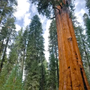 Set 6 Sequoia Christmas Trees Live Plants for Planting, Beautiful Gift for Home Garden Decoration