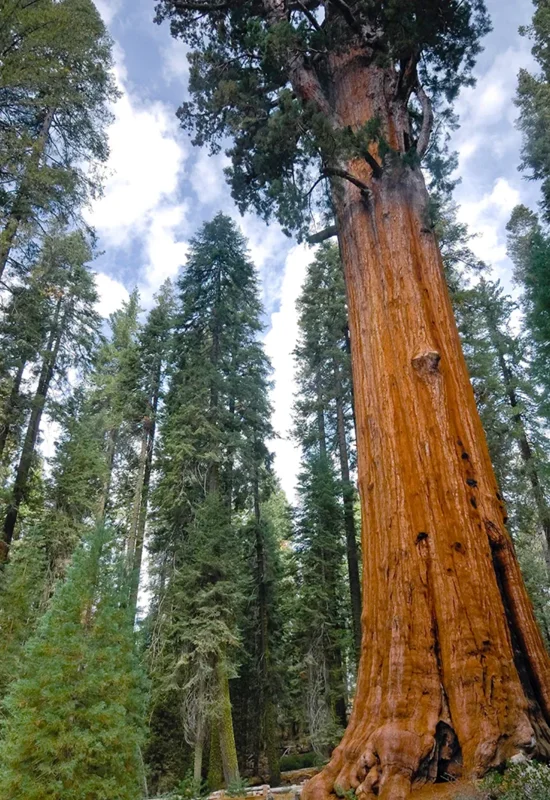 Set 6 Sequoia Christmas Trees Live Plants for Planting, Beautiful Gift for Home Garden Decoration