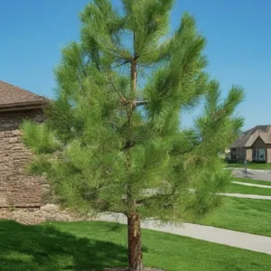 Set 4 Ponderosa Pine Christmas Trees Live Plants for Planting, Beautiful Gift for Home Garden Decoration