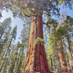 Set 6 Sequoia Christmas Trees Live Plants for Planting, Beautiful Gift for Home Garden Decoration