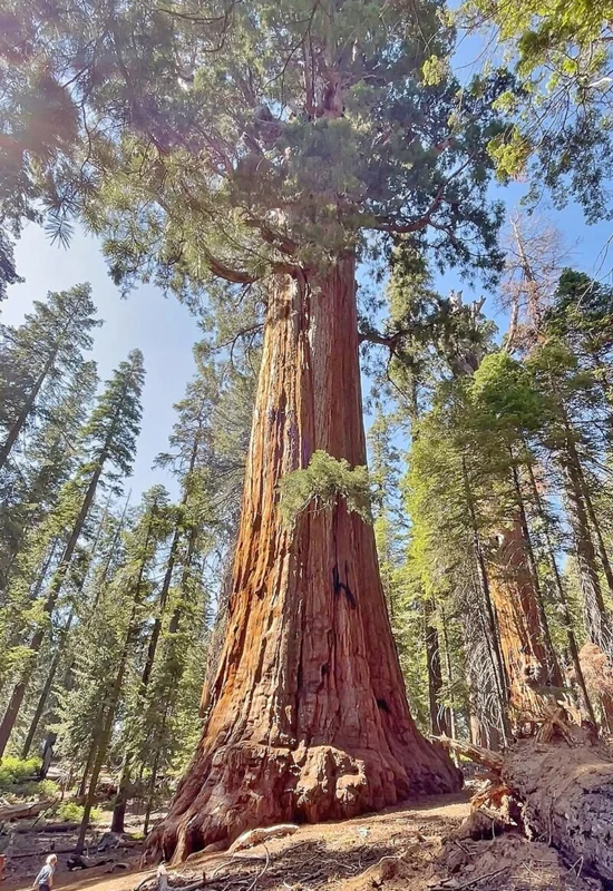 Set 6 Sequoia Christmas Trees Live Plants for Planting, Beautiful Gift for Home Garden Decoration