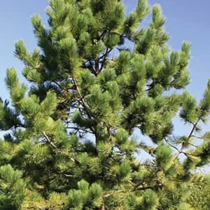 Set 4 Ponderosa Pine Christmas Trees Live Plants for Planting, Beautiful Gift for Home Garden Decoration