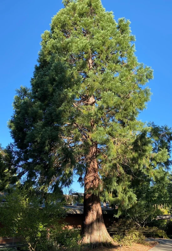 Set 6 Sequoia Christmas Trees Live Plants for Planting, Beautiful Gift for Home Garden Decoration