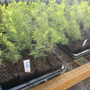 Set 6 Sequoia Christmas Trees Live Plants for Planting, Beautiful Gift for Home Garden Decoration