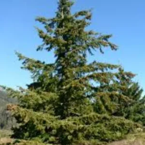 Set 4 Douglas Fir Christmas Trees Live Plants for Planting, Beautiful Gift for Home Garden Decoration