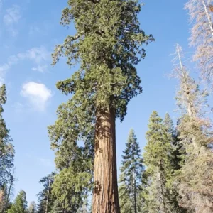 Set 4 Sequoia Christmas Trees Live Plants for Planting, Beautiful Gift for Home Garden Decoration