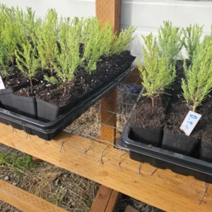 Set 4 Douglas Fir Christmas Trees Live Plants for Planting, Beautiful Gift for Home Garden Decoration