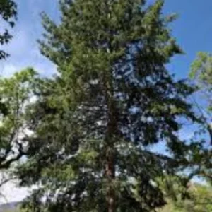 Set 2 Douglas Fir Christmas Trees Live Plants for Planting, Beautiful Gift for Home Garden Decoration