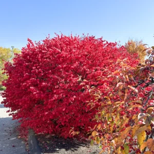 10 Dwarf Burning Bush Bare Root Plants 4 To 10 Inches Tall, Bare Root Burning Bush Tree, Burning Bush Outdoor Tree