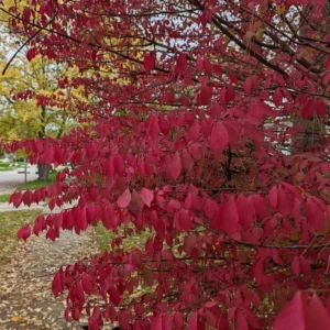 10 Dwarf Burning Bush Bare Root Plants 4 To 10 Inches Tall, Bare Root Burning Bush Tree, Burning Bush Outdoor Tree
