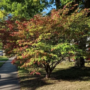 Burning Bush, Burning Bush Shrub Tree, Live Burning Bush Tree, Live Burning Bush Plant 6 To 10 Inches Tall 4 Inches Potted
