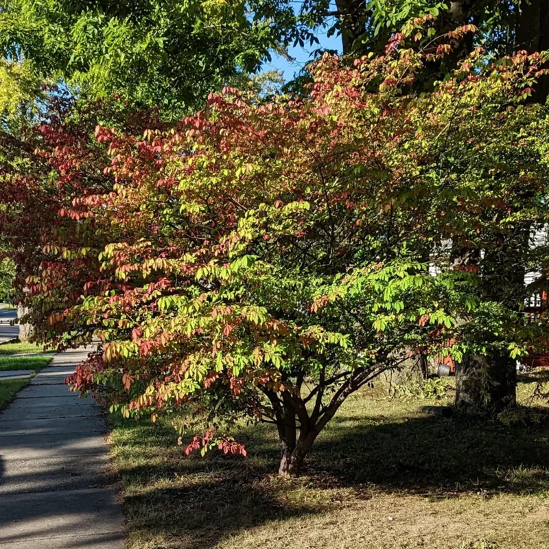 Burning Bush, Burning Bush Shrub Tree, Live Burning Bush Tree, Live Burning Bush Plant 6 To 10 Inches Tall 4 Inches Potted